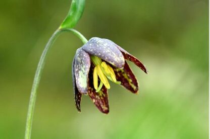 Checker Lily (Fritillaria affinis): Bundle of 5 bulbs - Image 2