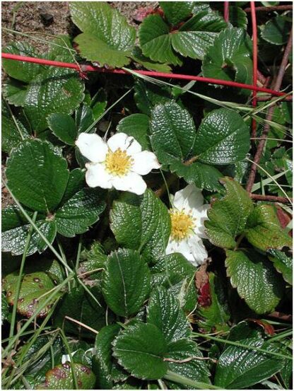 Coastal Strawberry (Fragaria chiloensis): Bundle of 5 - Image 3