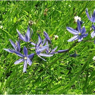 Common Camas (Camassia quamash): Seed Packet