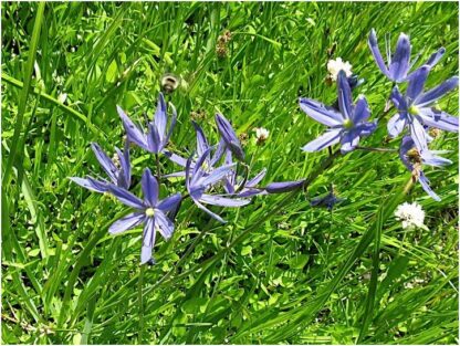 Common Camas (Camassia quamash): Seed Packet