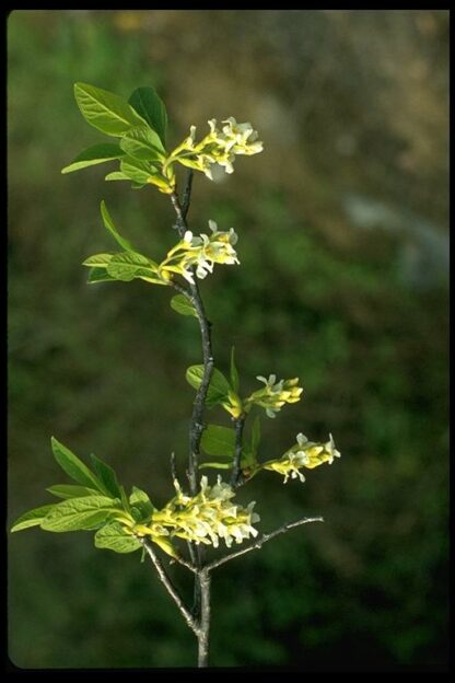 Osoberry (Oemleria cerasiformis): Bundle of 10 - Image 4