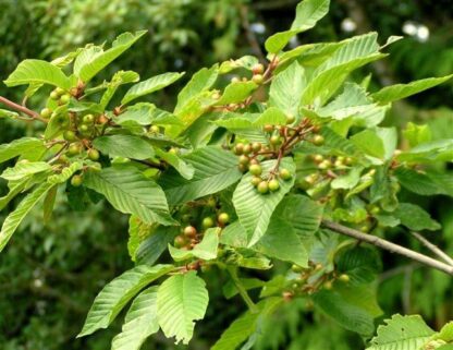 Cascara (Rhamnus purshiana): Bundle of 10 - Image 3