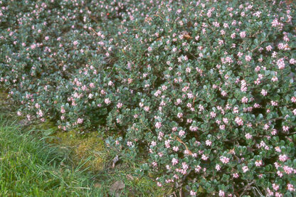 Kinnikinnick (Arctostaphylos uva-ursi): Bundle of 5 - Image 2