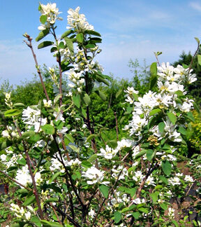 Serviceberry (Amelanchier alnifolia): Bundle of 10