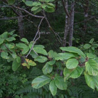 Cascara (Rhamnus purshiana): Bundle of 10