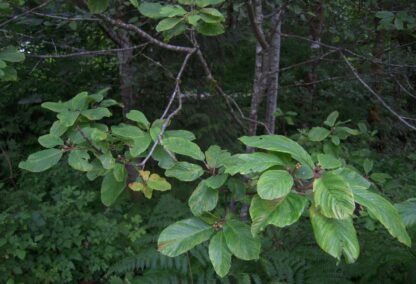 Cascara (Rhamnus purshiana): Bundle of 10
