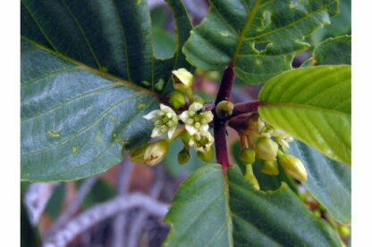 Cascara (Rhamnus purshiana): Bundle of 10 - Image 2