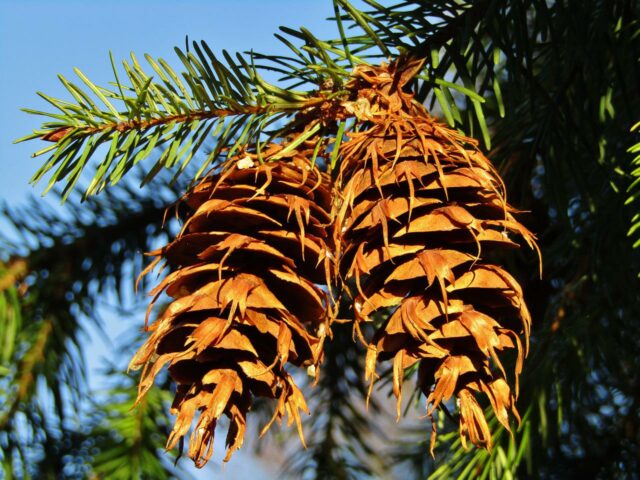 Douglas-Fir (Pseudotsuga menziesii): Bundle of 25