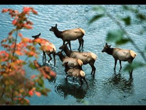 Elk (Cervus elaphus)