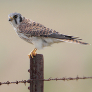 Kestrel