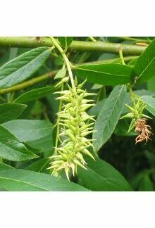 Pacific Willow (Salix lucida ssp. lasiandra): Bundle of 10