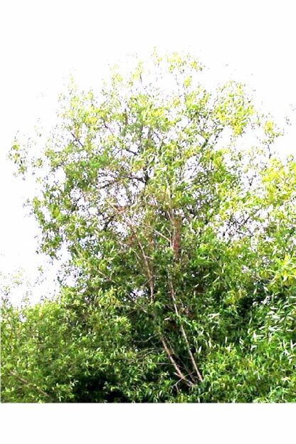 Pacific Willow (Salix lucida ssp. lasiandra): Bundle of 10 - Image 2