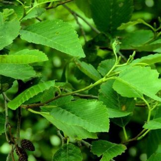 Red Alder (Alnus rubra): Bundle of 10