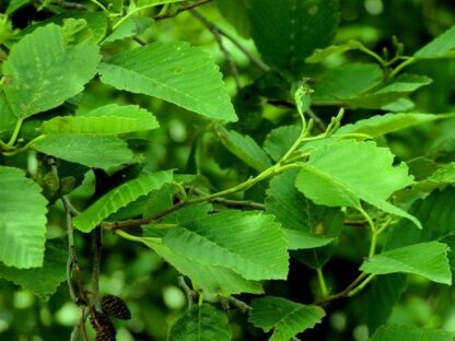 Red Alder (Alnus rubra): Bundle of 10