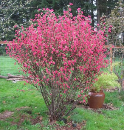 Red Flowering Currant (Ribes sanguineum): Bundle of 10 - Image 3