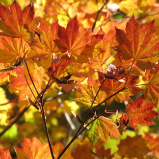Vine Maple (Acer circinatum): Bundle of 10