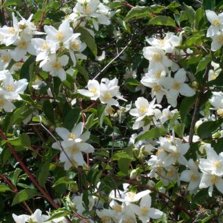 Mock Orange (Philadelphus lewisii): Bundle of 10