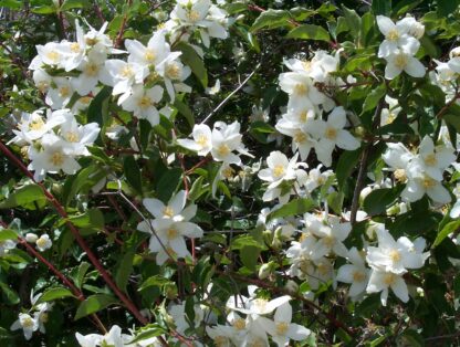 Mock Orange (Philadelphus lewisii): Bundle of 10