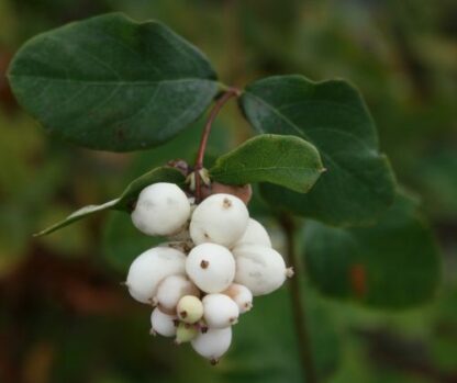 Common Snowberry (Symphoricarpos albus): Bundle of 10