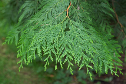 Western Red Cedar (Thuja plicata): Bundle of 25