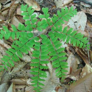 Maidenhair Fern (Adiantum aleuticum): Bundle of 5