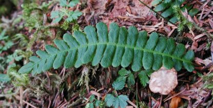 Deer Fern (Blechnum spicant): Bundle of 5 - Image 2