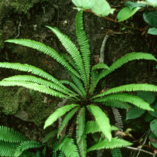 Deer Fern (Blechnum spicant): Bundle of 5