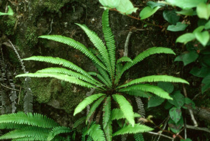 Deer Fern (Blechnum spicant): Bundle of 5