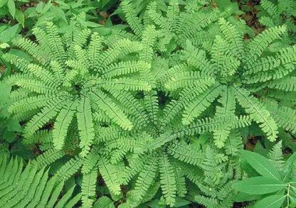 Maidenhair Fern (Adiantum aleuticum): Bundle of 5 - Image 2