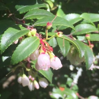 Evergreen Huckleberry (Vaccinium ovatum): Bundle of 10