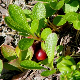 Kinnikinnick (Arctostaphylos uva-ursi): Bundle of 5