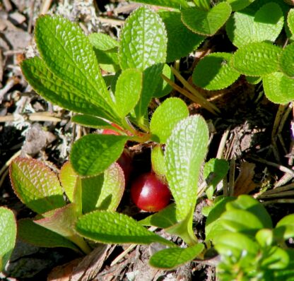Kinnikinnick (Arctostaphylos uva-ursi): Bundle of 5