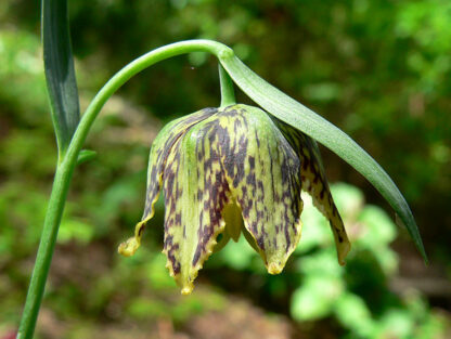 Checker Lily (Fritillaria affinis): Bundle of 5 bulbs - Image 5