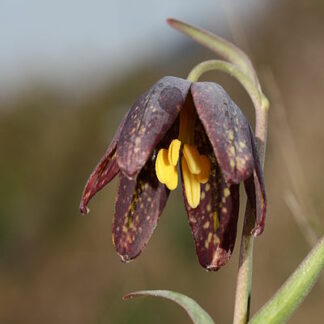 Checker Lily (Fritillaria affinis): Bundle of 5 bulbs