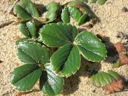 Coastal Strawberry (Fragaria chiloensis): Bundle of 5 - Image 2