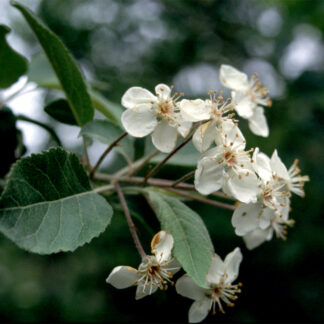 Pacific Crabapple (Malus fusca): Bundle of 10
