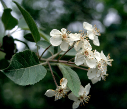 Pacific Crabapple (Malus fusca): Bundle of 10