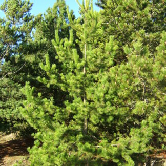 Shore Pine (Pinus contorta): Bundle of 25