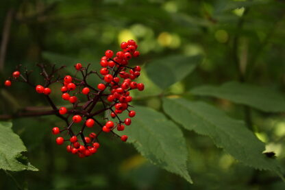 Red Elderberry (Sambucus racemosa): Bundle of 10 - Image 2