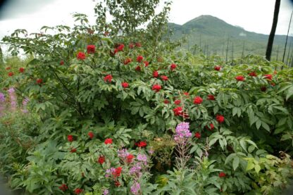 Red Elderberry (Sambucus racemosa): Bundle of 10 - Image 3