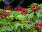 Red Elderberry (Sambucus racemosa): Bundle of 10