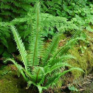 Sword Fern (Polystichum munitum): Bundle of 5