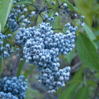 Elderberry, Blue (Sambucus nigra): Bundle of 10