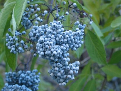 Elderberry, Blue (Sambucus nigra): Bundle of 10