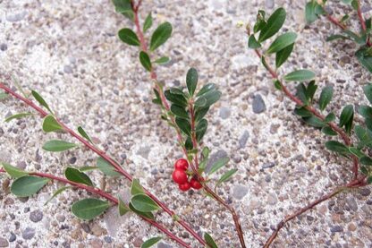 Kinnikinnick (Arctostaphylos uva-ursi): Bundle of 5 - Image 3