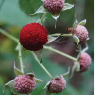 Thimbleberry (Rubus parviflorus): Bundle of 10