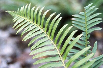 Sword Fern (Polystichum munitum): Bundle of 5 - Image 2