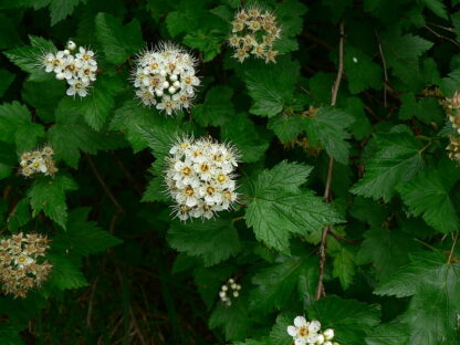 Pacific Ninebark (Physocarpus capitatus): Bundle of 10 - Image 2