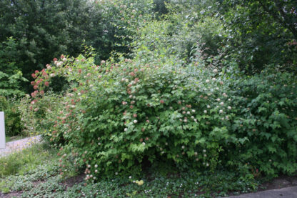 Pacific Ninebark (Physocarpus capitatus): Bundle of 10 - Image 3