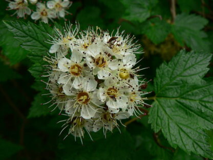 Pacific Ninebark (Physocarpus capitatus): Bundle of 10